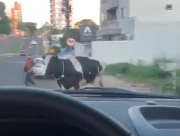 Vaca foge do dono, invade terreno e "atropela" motociclista em Chapecó; veja vídeo