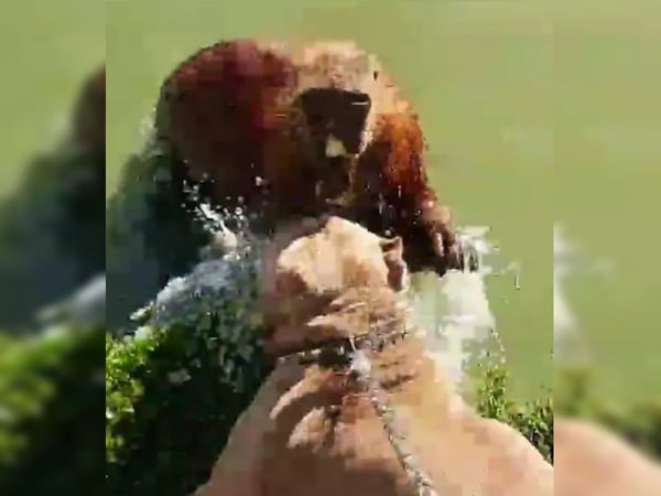 Vídeo mostra capivara tentando atacar cachorro no Parque Barigui