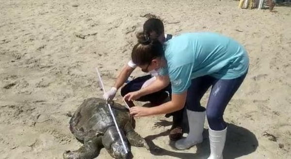 Tartarugas e golfinhos aparecem mortos em praias de SC; saiba por quê
