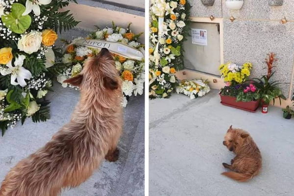 Na foto, um cachorro de pequeno porte parado em frente a um túmulo, dentro de um cemitério