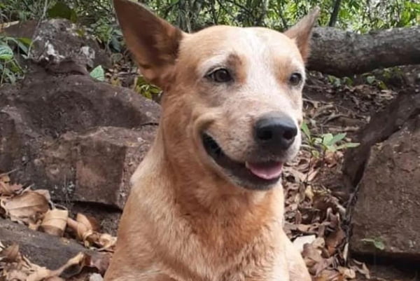 Cachorro morto a tiros em Iporá, Goiás