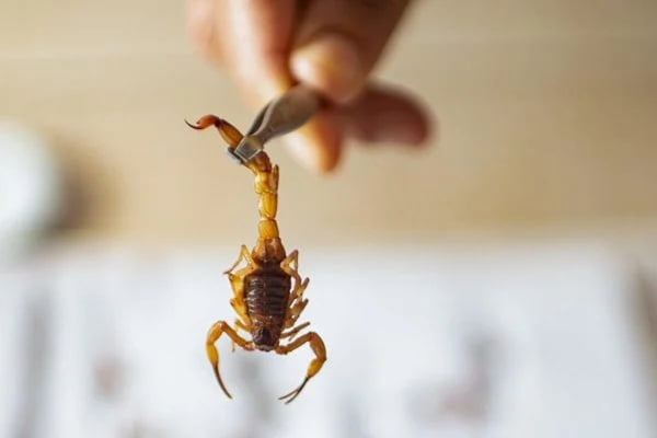imagem colorida com escorpião preso em uma pinça, segurado por uma pessoa - Metrópoles