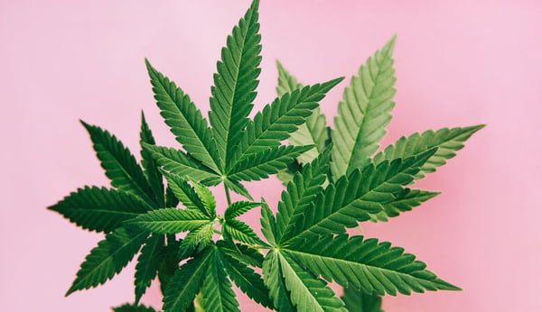 Folhas da planta cannabis sativa, conhecida como maconha