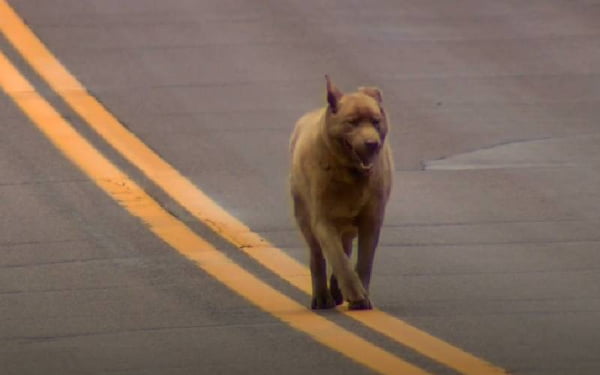 Cachorro correndo no meio da rua