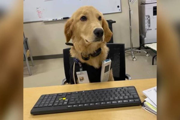 Na foto temos um cachorro golden retriever de cor caramelo sentado em uma cadeira vestindo um colete preto com um crachá pendurado e na frente dele existe uma mesa de madeira com um teclado de computador