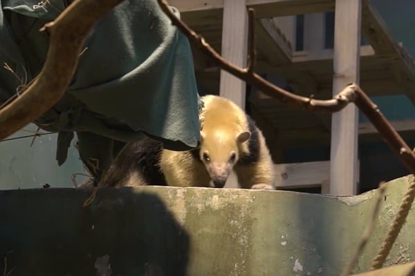 Tamanduá é o novo morador do Zoológico de Moscou