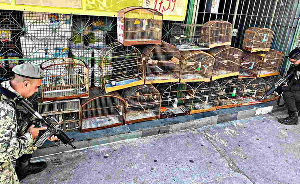 PM apreende 35 aves silvestres e dois jabutis em feira livre no Rio