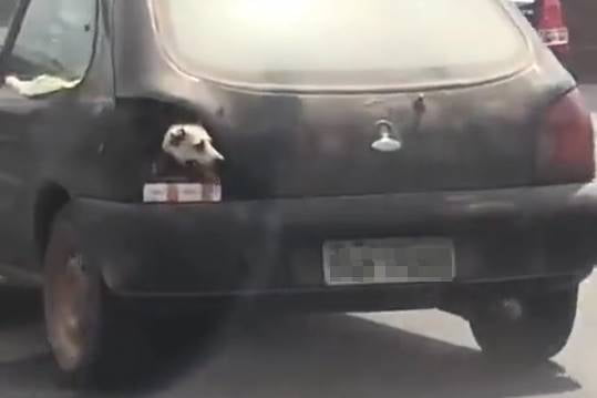 Carro com cachorro com a cabeça para fora do carro no lugar onde deveria estar a lanterna traseira