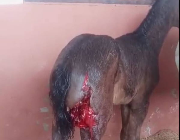 Filhote de cavalo com ferimento provocado por onça em uma das pernas traseiras