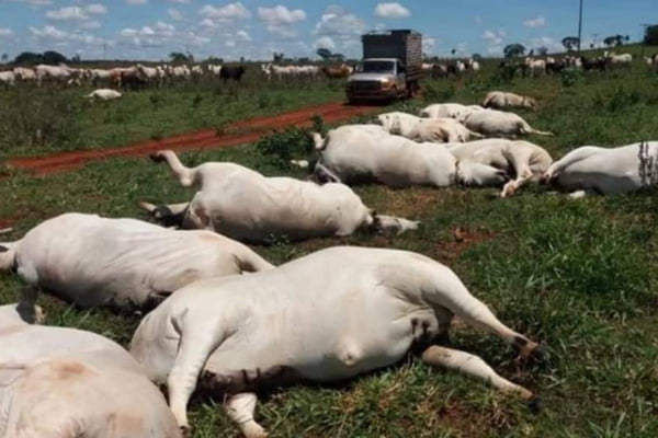 Queda de fio de energia mata 34 vacas e gera prejuízo de R$ 170 mil em goiás