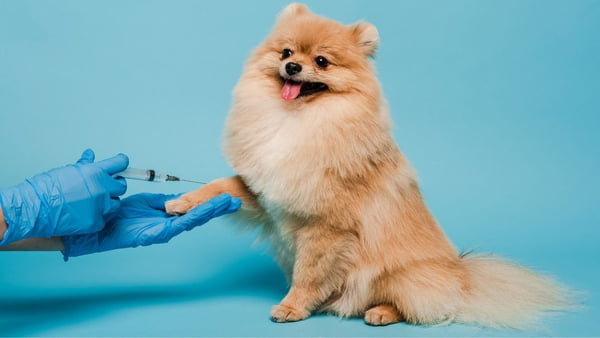 Cachorro recebendo vacina