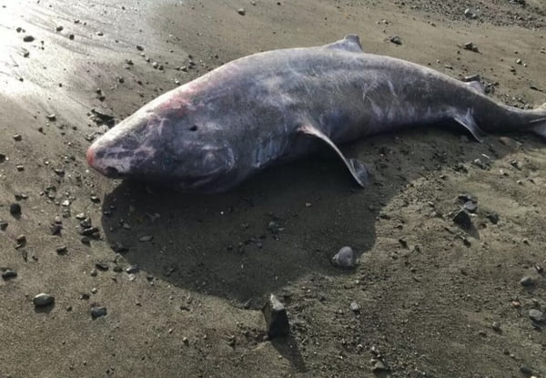 Tubarão da Groelândia, de 100 anos, aparece morto em praia no Reino Unido. Ele está deitado em meio á areia e pedras e seu corpo é relativamente pequeno - Metrópoles