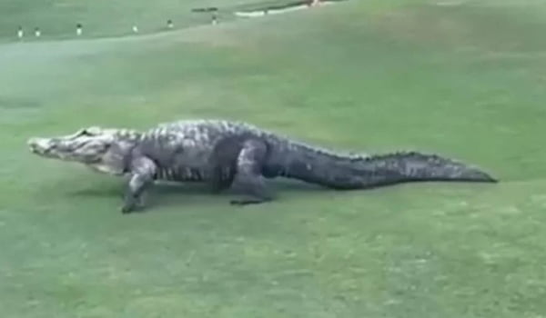Crocodilo invadiu campo de golfe e partida teve de ser suspendida - Metrópoles