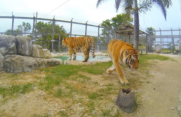 dois tigres andam por um campo cercado por grades
