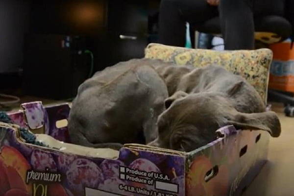 na foto temos um cachorro cinza dormindo dentro de uma caixa de papelão