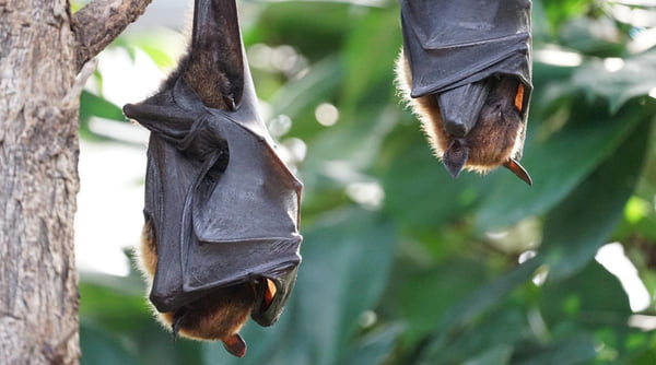 foto de dois morcegos pendurados em uma árvore
