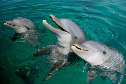 golfinhos no caribe