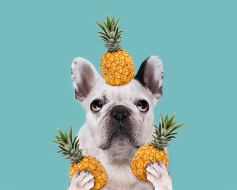 fotografia colorida de cachorro da raça bulldog com abacaxsi