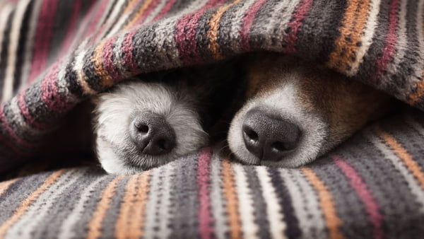Dois cães com o focinho para fora de um cobertor colorido dormem - Metrópoles