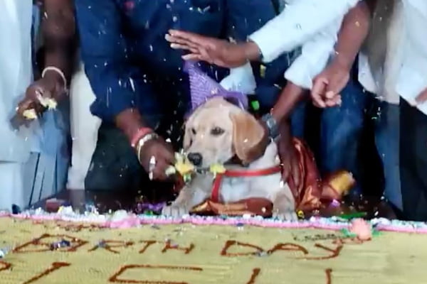 aniversario de cachorro na india1