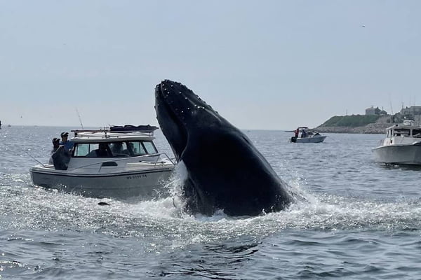 Baleia salta e cai em barco na costa de Massachusetts
