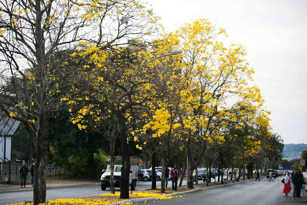 Com floração rápida, ipês amarelos formam tapetes coloridos pela cidade. Na rua das farmácias, na 302 sul, uma calçada de pétalas amarelas dão vida as ruas