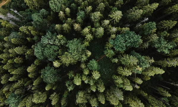 Vista aérea de floresta