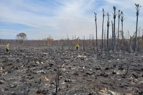 Veja fotos impactantes de área afetada por incêndio no Parque Nacional