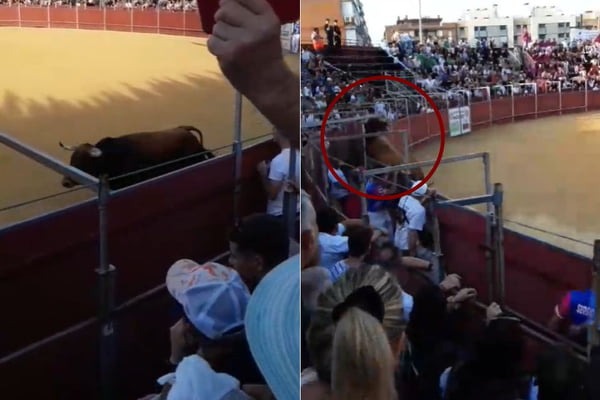 Homem morre após levar "chifrada" de touro na Espanha