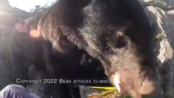 Urso ataca alpinista no Japão