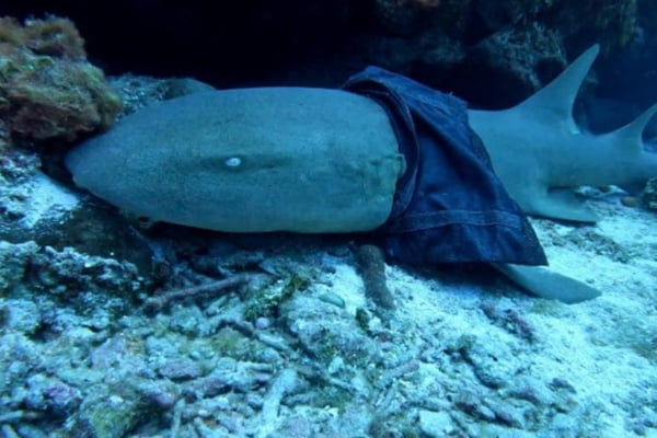 Tubarão é fotografado nas profundezas marítimas com uma peça de roupa jeans presa em seu corpo, parecendo-se uma saia. O animal tem porte médio e coloração acinzentada - Metrópoles