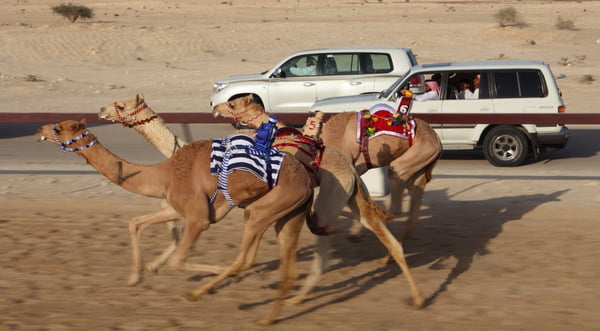 Camelos correm em circuito em Doha, no Catar