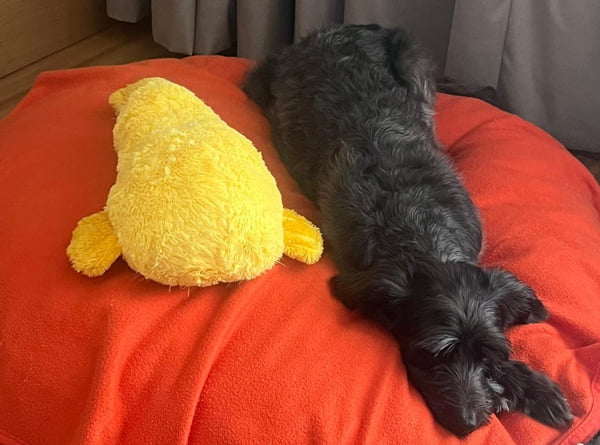 Foto colorida de uma cachorra preta ao lado de um ursinho de pelúcia amarelo