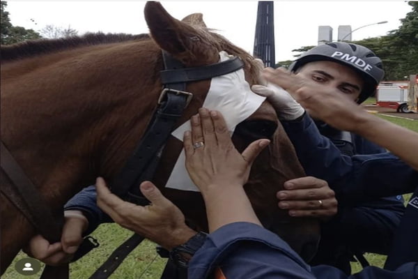 Agentes da PMDF fazem curativo em cabeça de cavalo marrom agredido por terroristas bolsonaristas durante manifestação antidemocrática na Esplanada. O animal teve que ser sacrificado - Metrópoles