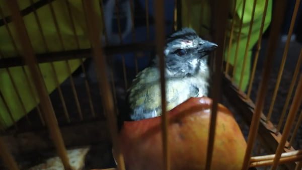 Pássaros apreendidos pela PRF em Atibaia (SP)