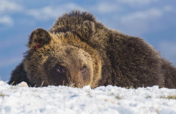 urso pardo brincando na neve - Metrópoles