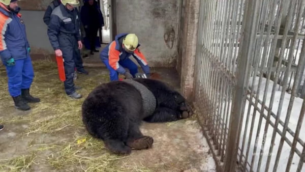 Equipe de socorristas resgatam urso preso em pneu na Rússia - Metrópoles