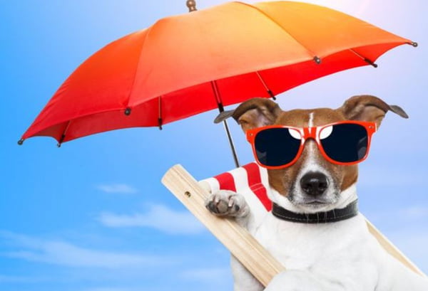Foto colorida de cachorro com guarda-sol - Metrópoles