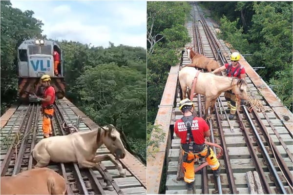 Imagem colorida: cavalos presos em trilhos de locomotiva em MG são resgatados por bombeiros - Metrópoles