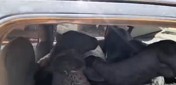 Ovelhas furatadas encontradas em carro no interior do Ceará - Metrópoles