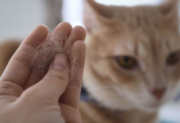 Gato marrom com bolas de pelo na mão de uma pessoa