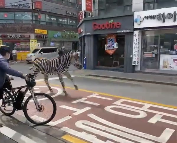 Foto colorida de uma zebra correndo pelas ruas de Seul, Coreia do Sul, e um homem segurando uma bicicleta (a esquerda) - Metrópoles