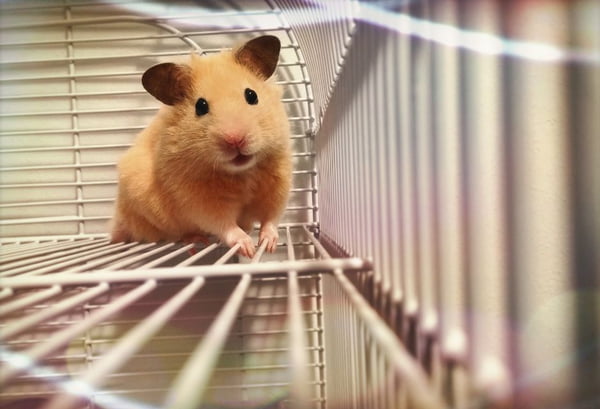 Hamster carameljo ohando em direção da camera e faxendo pose para foto dentro de uma gaiola - Metrópoles