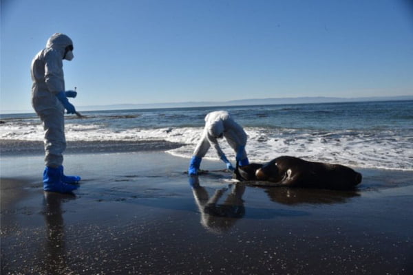 Pesquisadores avaliam leões marinhos em praia - Metrópoles