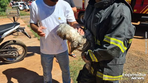 cachorra-resgatada-incêndio