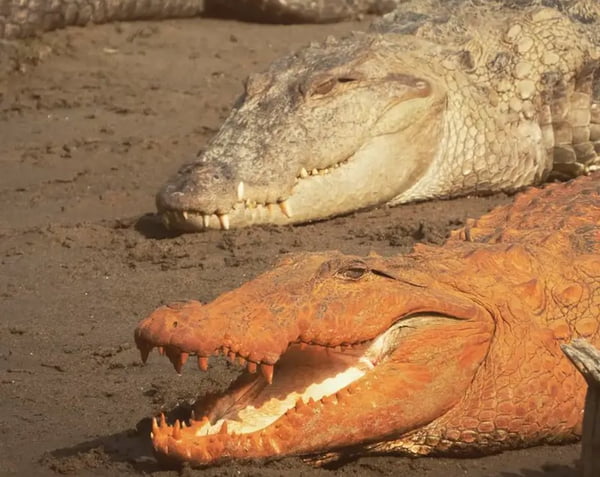 Imagem colorida de dois crocodilos, um de coloração laranja (baixo) e outro com coloração típica (cima) - Metrópoles