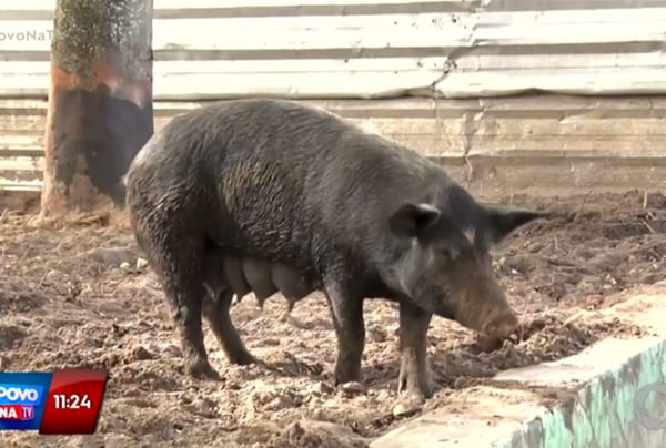 Família de porcos invade praça e preocupa moradores em João Pessoa