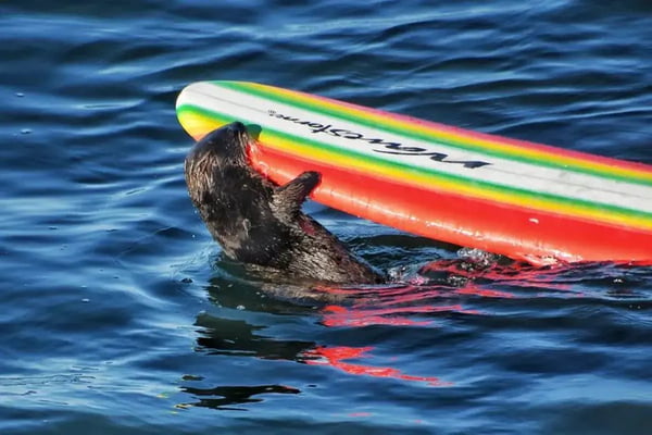 Foto colorida de lontra-marinha segurando prancha de surfista com a boca