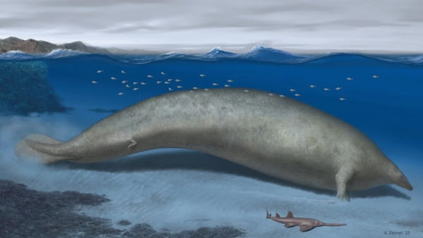 Imagem colorida do Perucetus colossus, uma baleia extinta considerada o animal mais pesado da história - Metrópoles