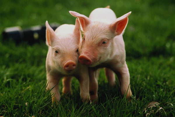 Foto de dois porcos filhotes em gramado - Metrópoles - Porcos humanos animais doenças